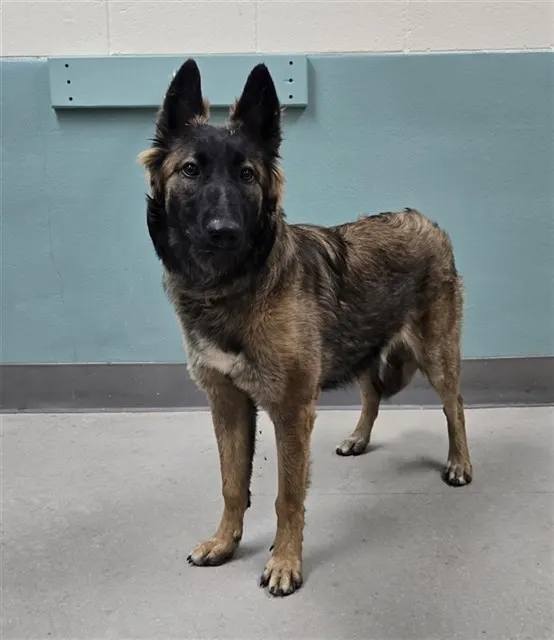 Adoptable Dog