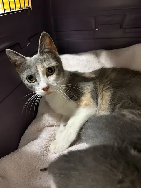 Adoptable Cat