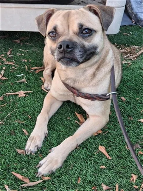 Hazel
