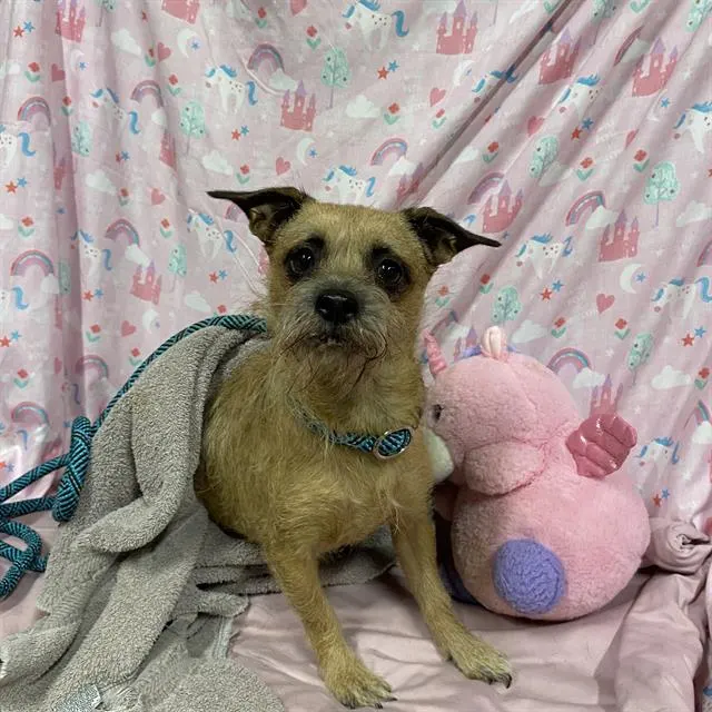 Adoptable Dog