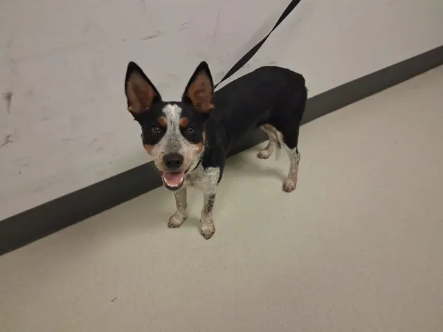 Adoptable Dog