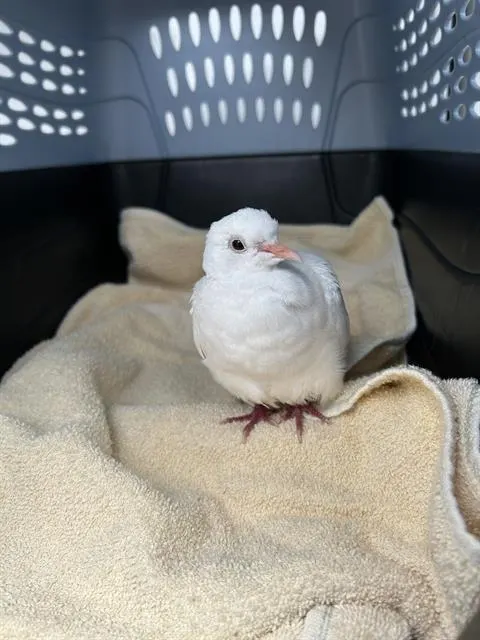 Adoptable Bird