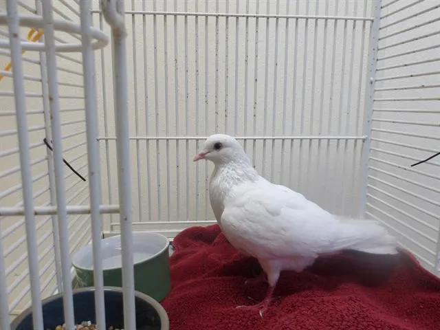 Adoptable Bird