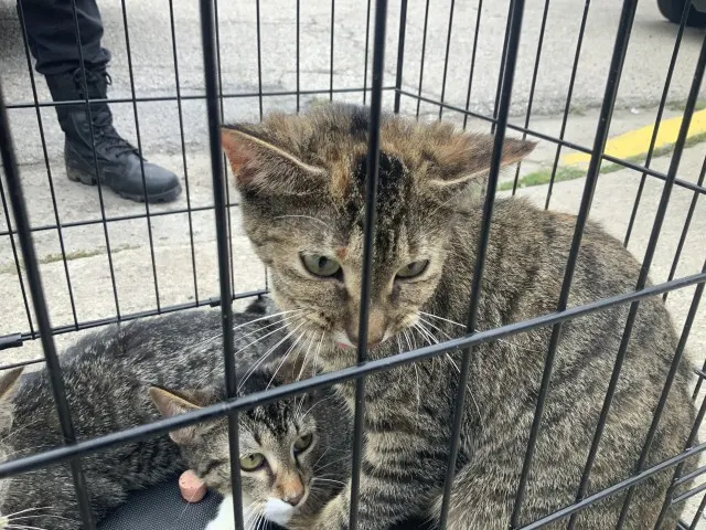 Adoptable Cat