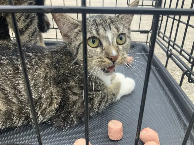 Adoptable Cat