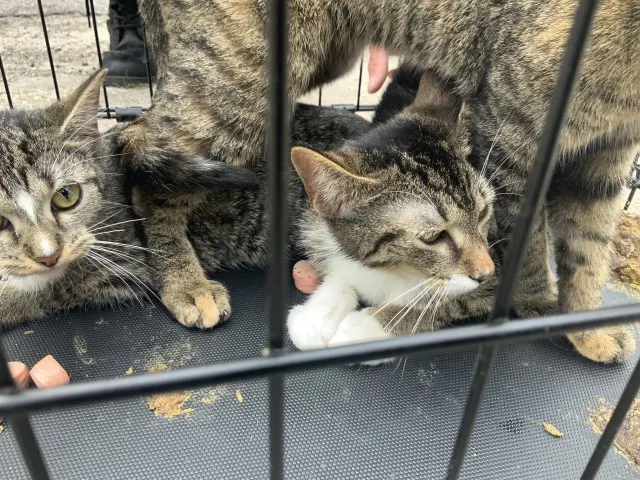 Adoptable Cat