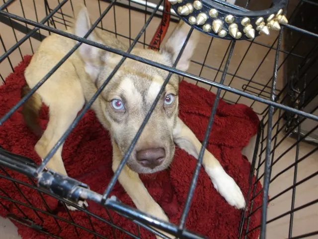 Adoptable Dog