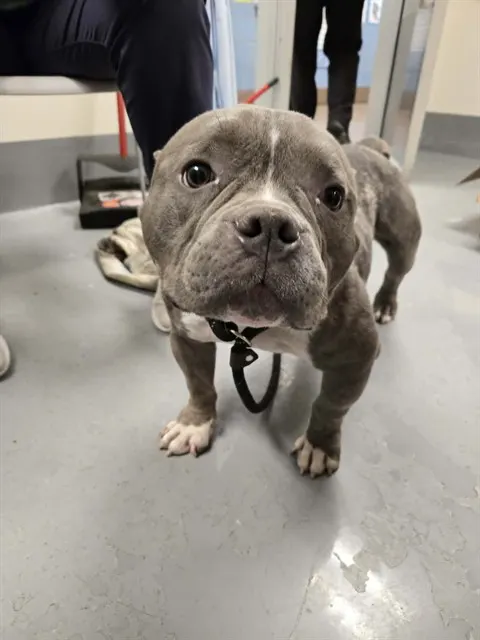 Adoptable Dog