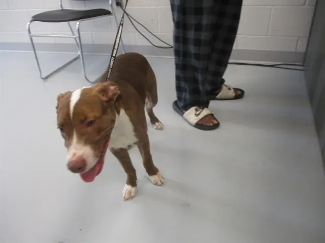 Adoptable Dog