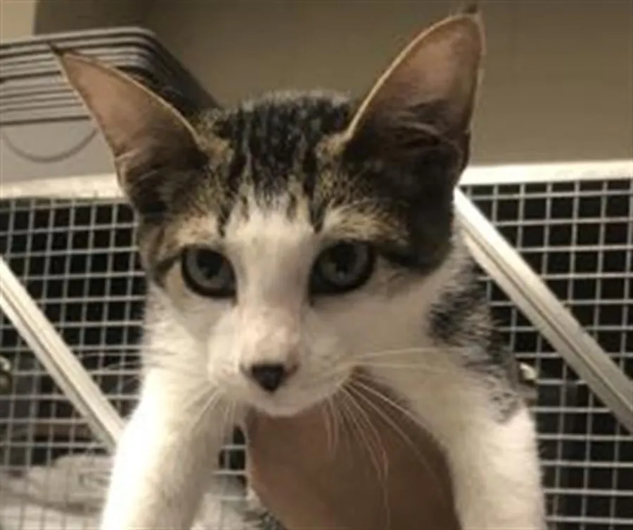 Adoptable Cat