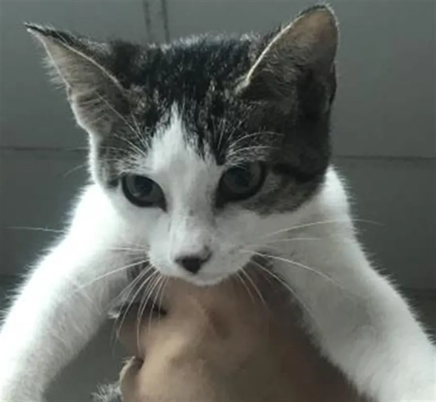 Adoptable Cat