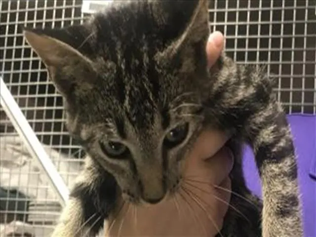 Adoptable Cat