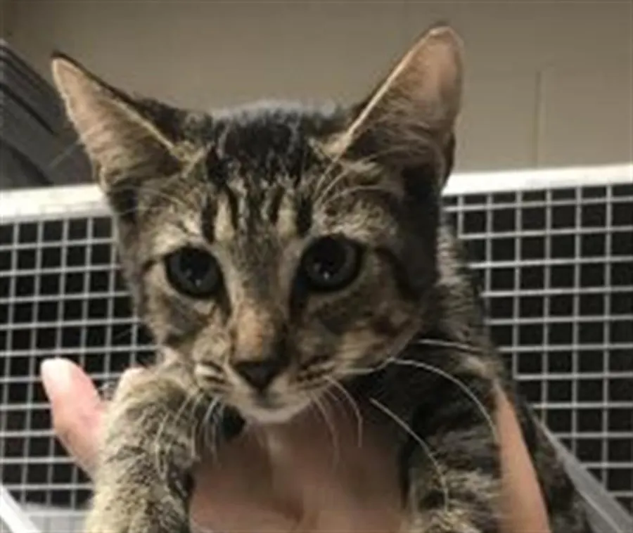 Adoptable Cat