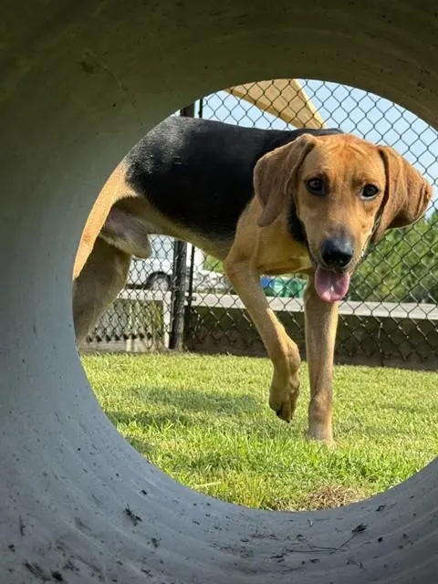 Waylon