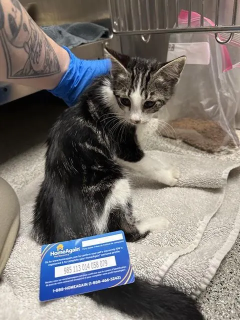 Adoptable Cat