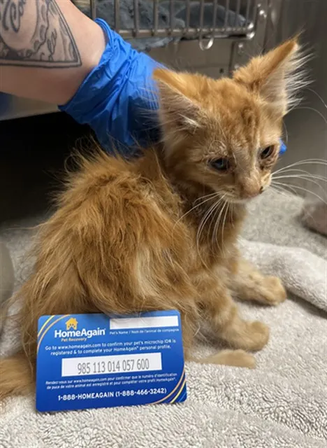 Adoptable Cat
