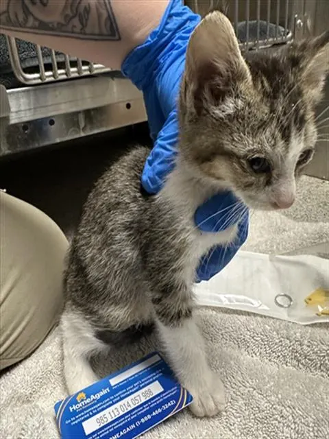Adoptable Cat