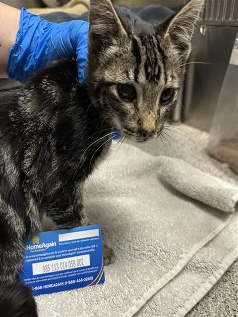 Adoptable Cat