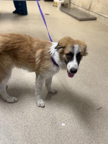 Adoptable Dog