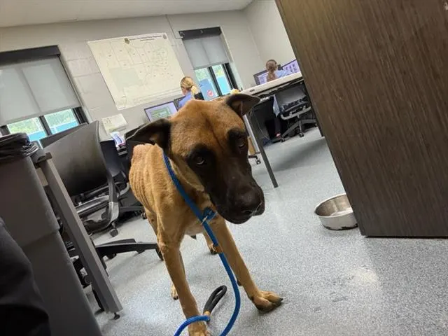 Koda