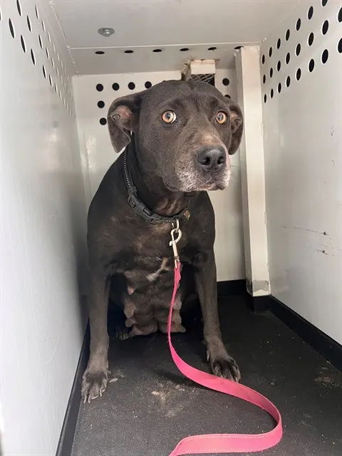 Adoptable Dog