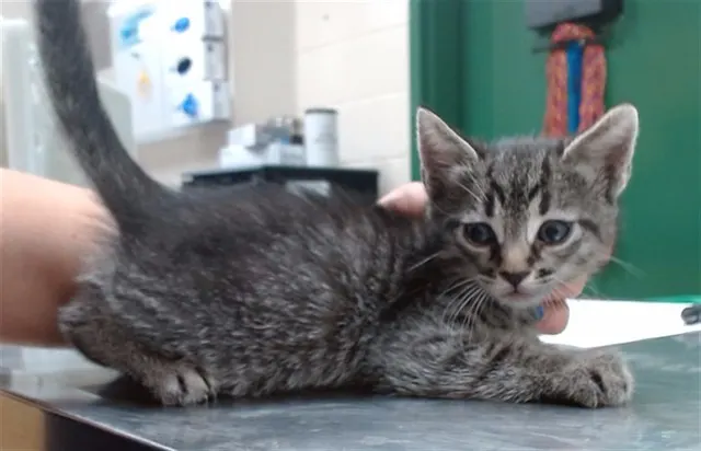 Adoptable Cat