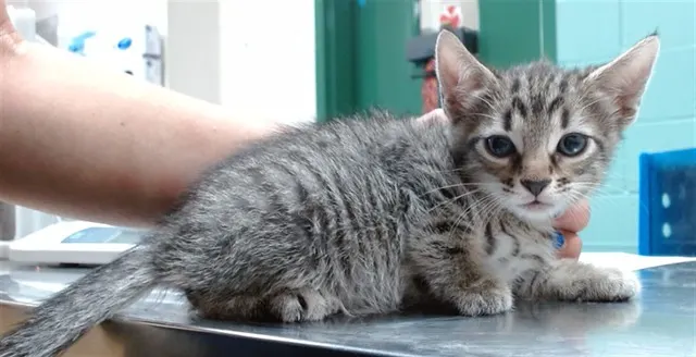 Adoptable Cat