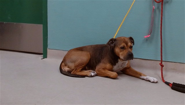 Adoptable Dog