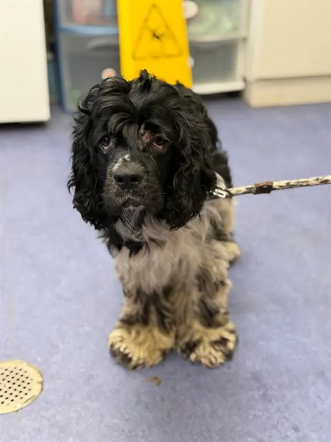 Adoptable Dog