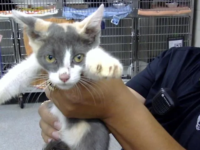 Adoptable Cat