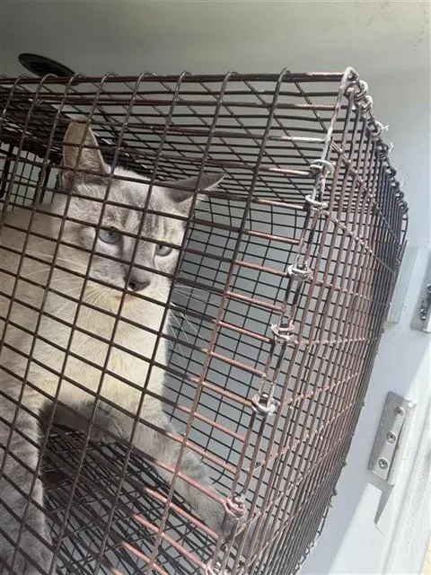 Adoptable Cat