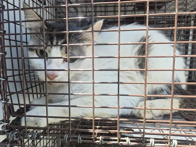 Adoptable Cat