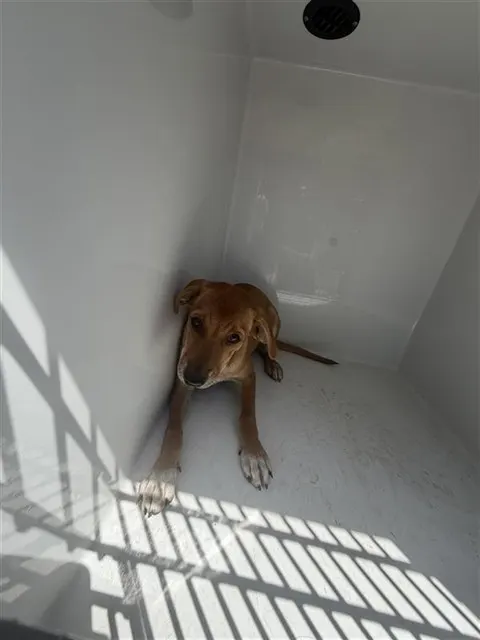 Adoptable Dog