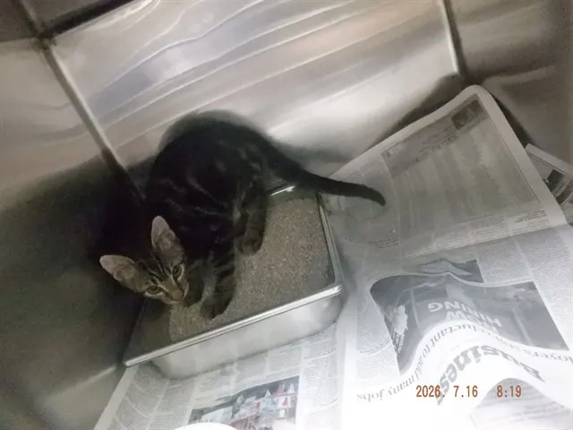 Adoptable Cat