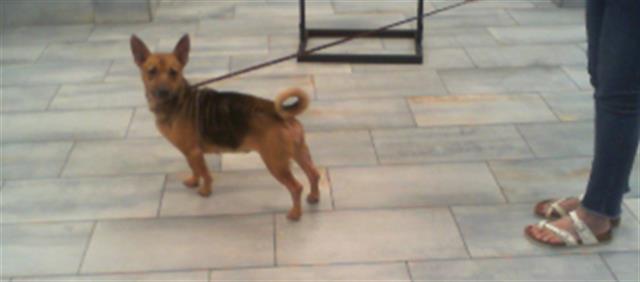 Lady