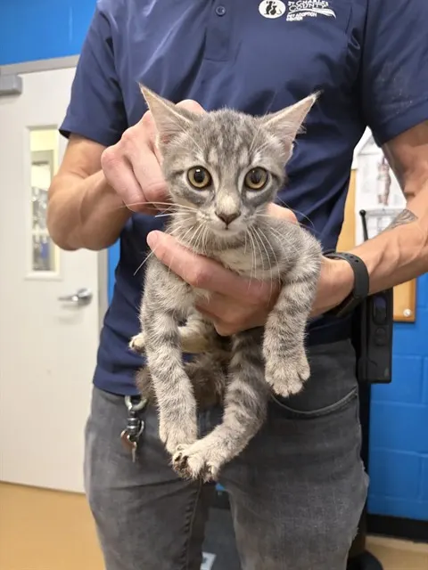 Adoptable Cat