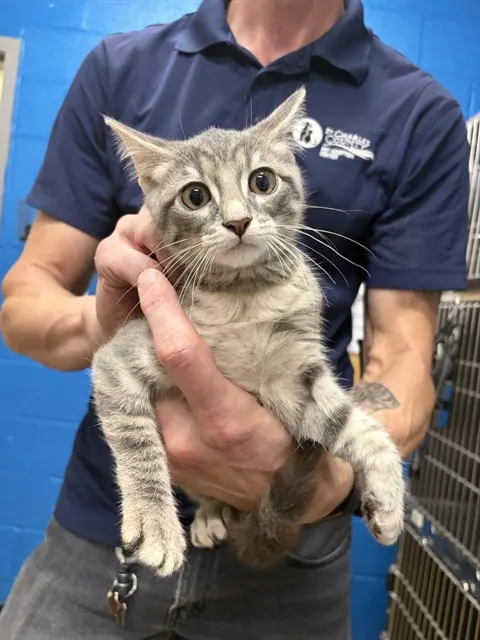 Adoptable Cat