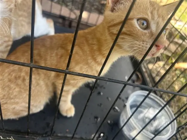 Adoptable Cat