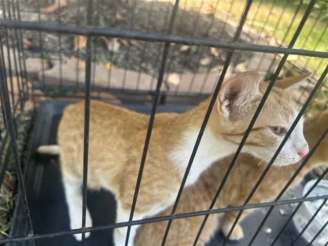 Adoptable Cat