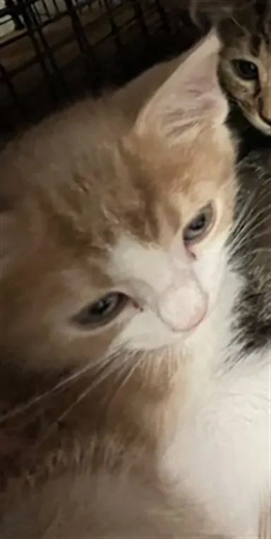 Squeaky Cheeks
