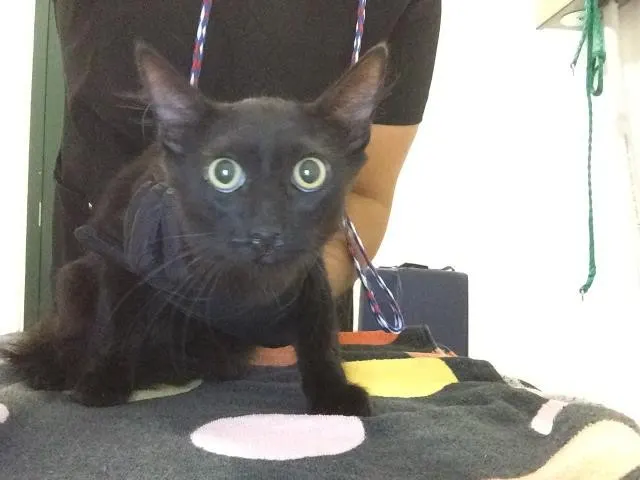 Adoptable Cat