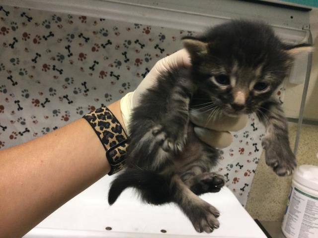 Adoptable Cat