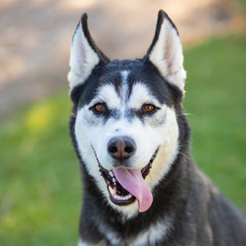 Bruno