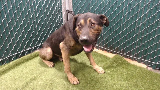 Adoptable Dog