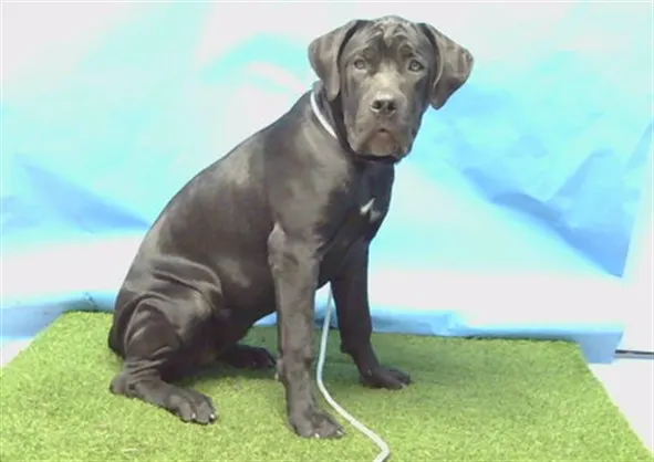Adoptable Dog