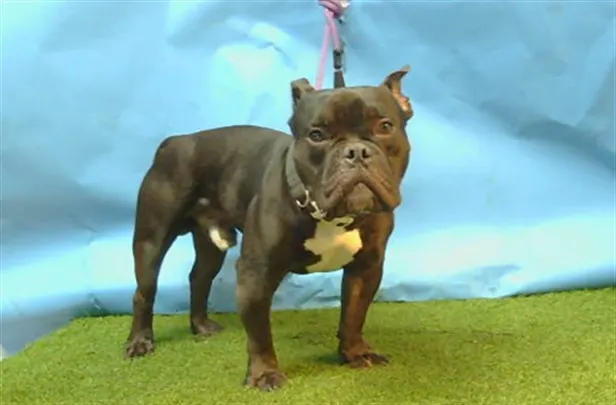 Adoptable Dog