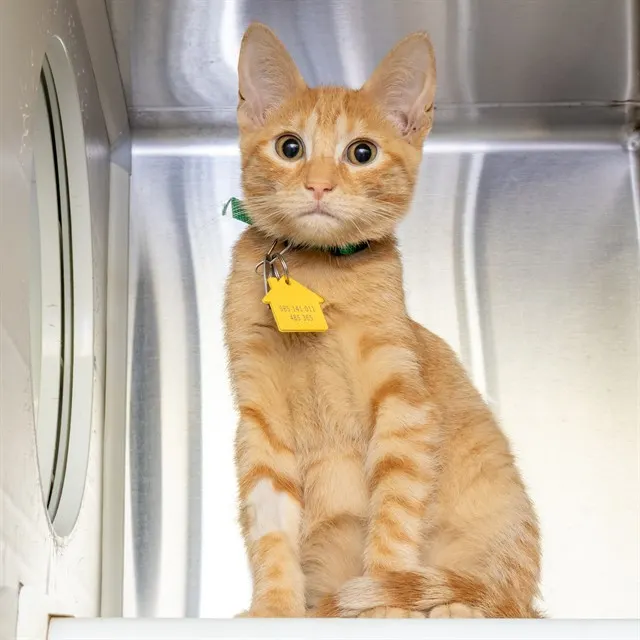 Curiosity