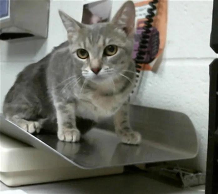 Adoptable Cat