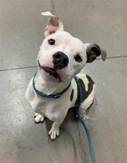 Adoptable Dog