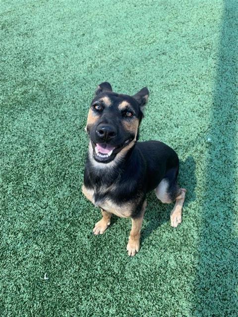 Adoptable Dog